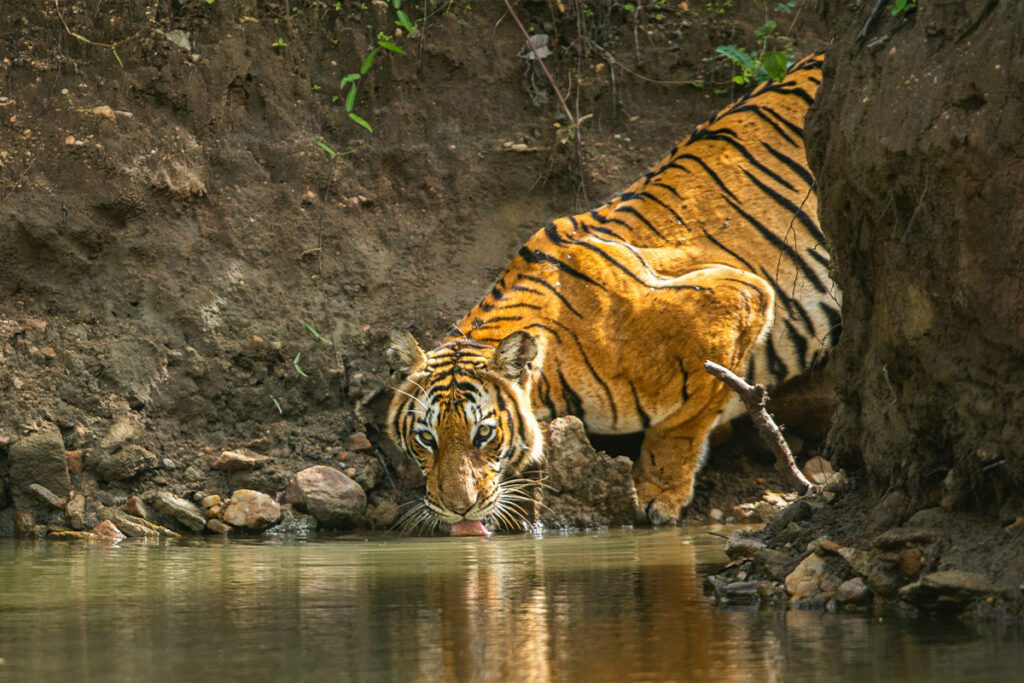 bandipur-cheap-stay-option-safari-timings-budget-tips-bandipur-safari-online-booking-cheapest-2025