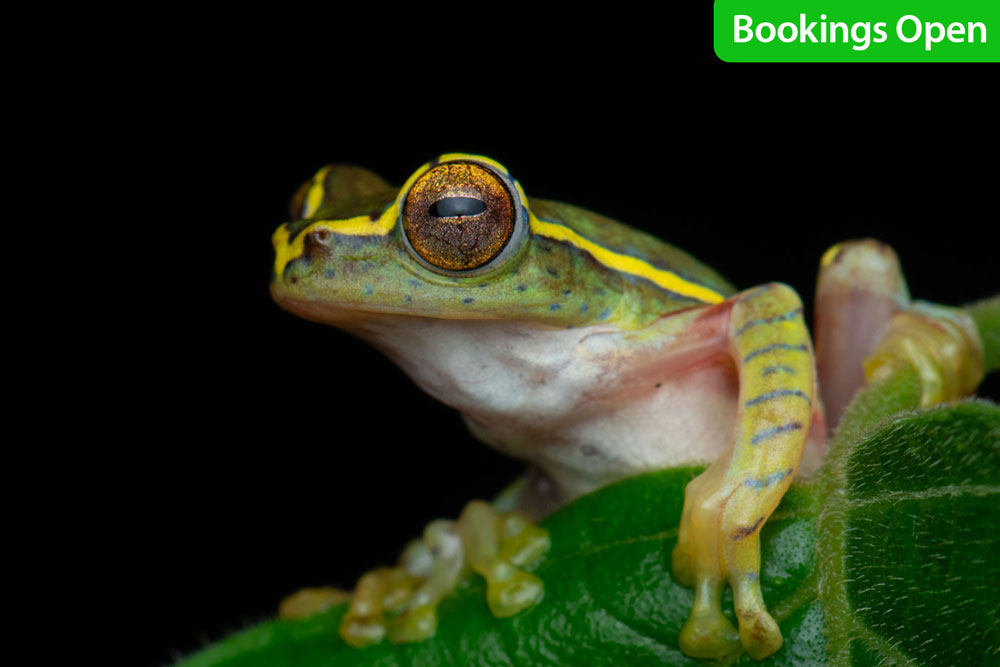Macro-Photography-is-shooting-frogs-tha-are-elusive-to-this-particular-landscape-this-was-shot-in-munnar-night-safari-in-search-of-the-frogs-in-the-forest-and-wildlife--bo