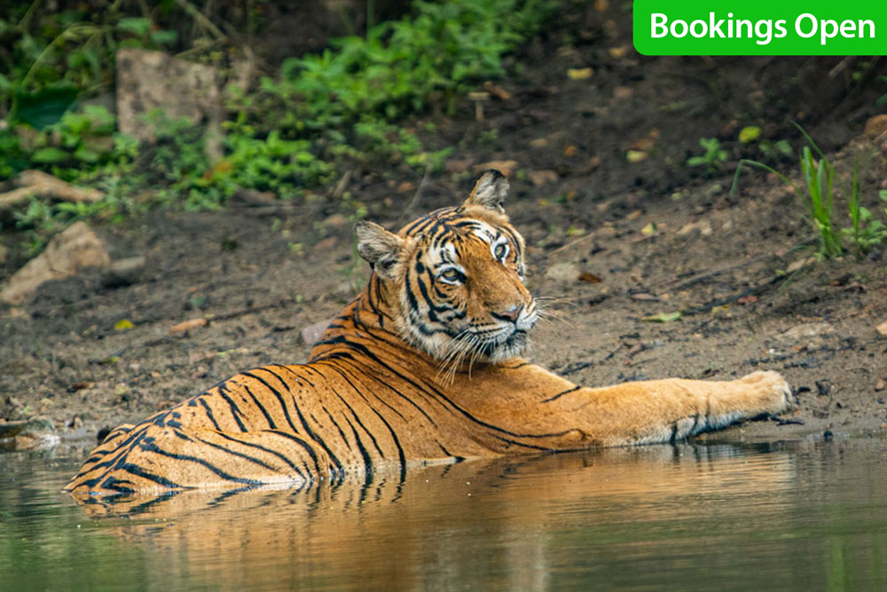 bookings-open-for-bandipur-tiger-safari-in-karnataka-favourite-for-wildlife-enthusiasts