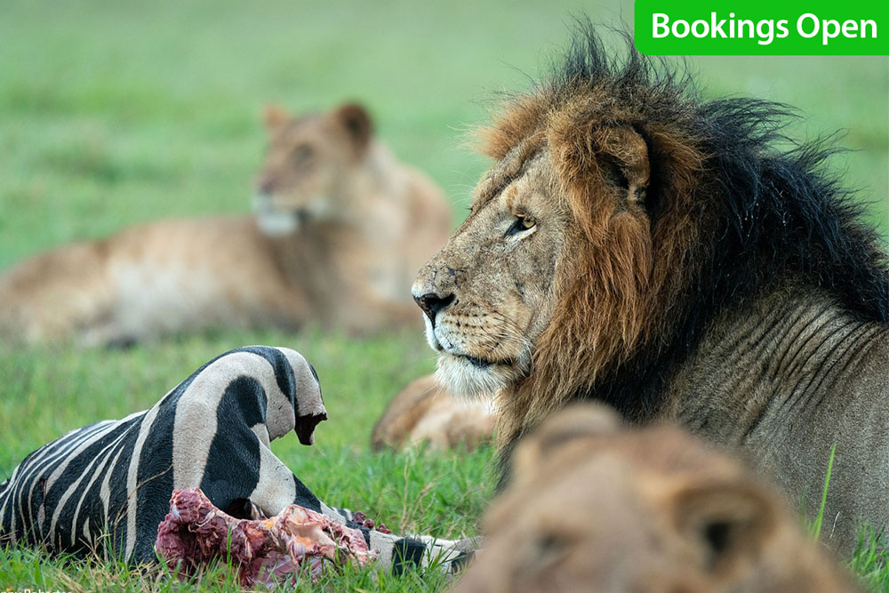 masai-mara-great-african-adventure-wildlife-dream-safari-masai-mara-lifetime-trip