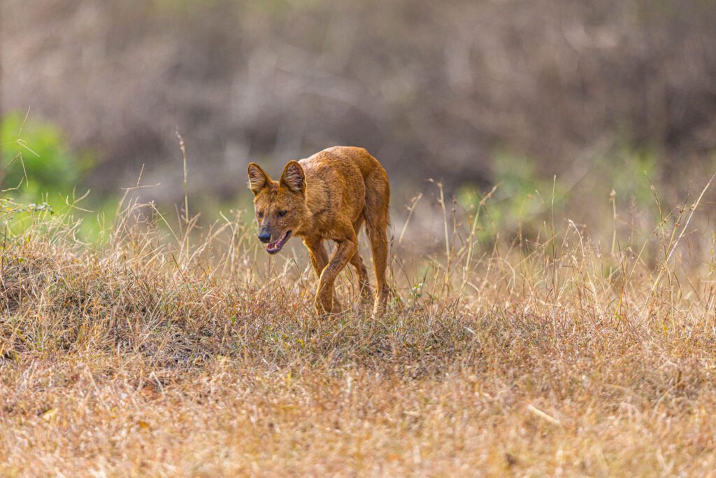 Wild-dogs-bandipur-elephant-safari-bangalore