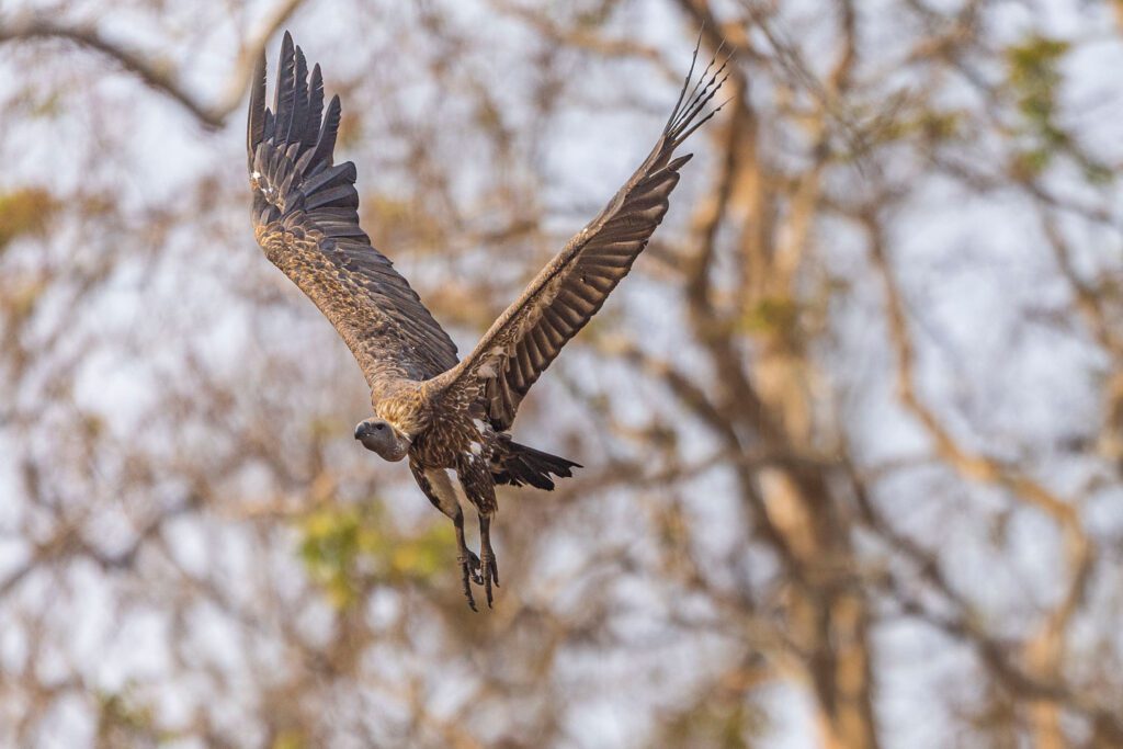 Vulture-rare-sightings-bandipur-chennai-mysore-bangalore-ooty
