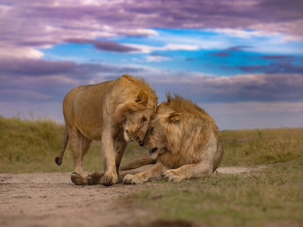 Lions - Masai Mara-budget-friendly-african-safari-from-india