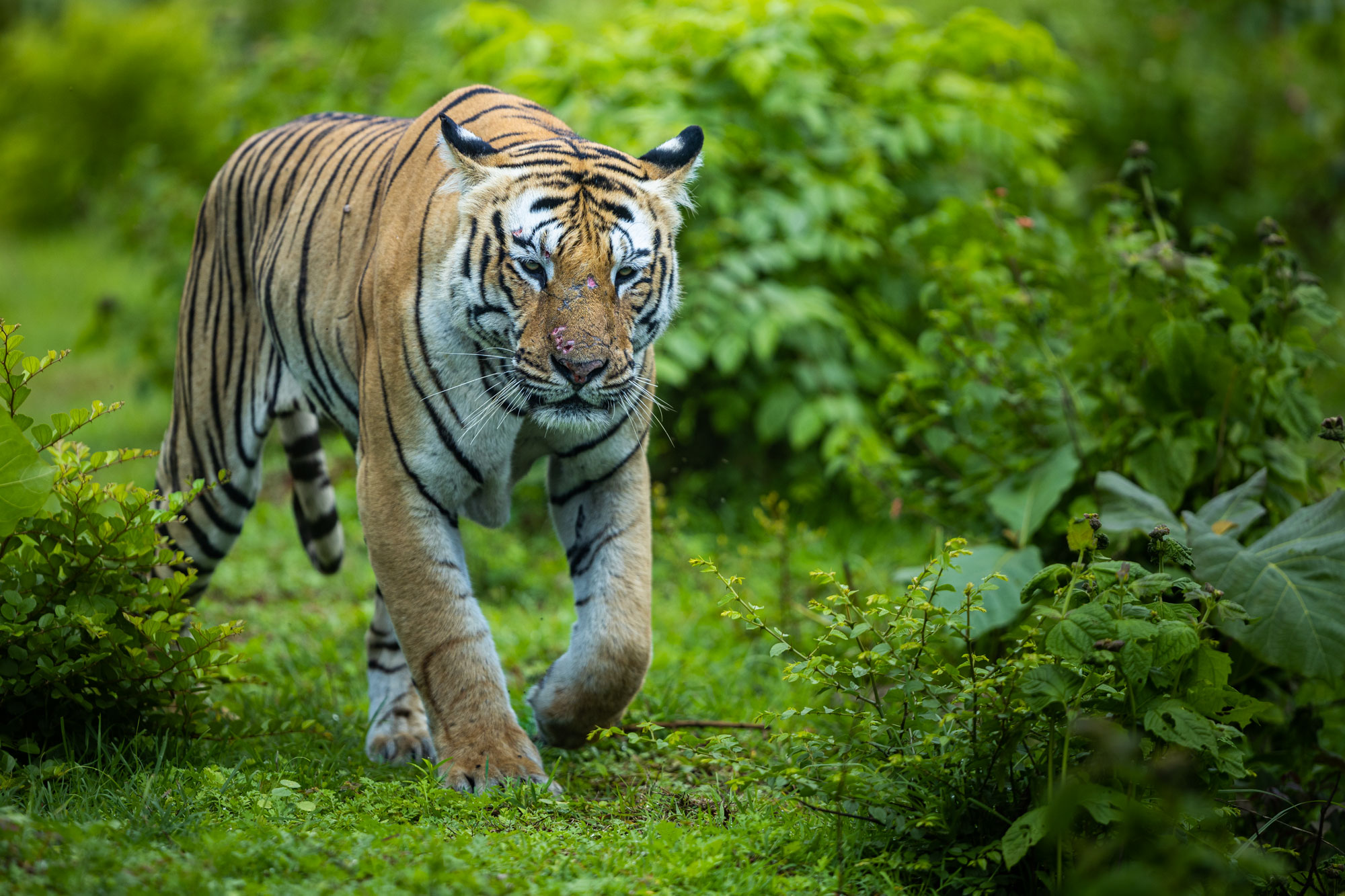 Bandipur Travel Itinerary - Wildlife Photography in Bandipur