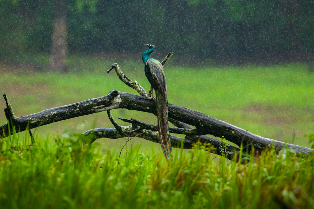 bandipur-best-safari-2025-2026-mudhumalai-mysore-bangalore-weekend-getaway-safari-ticket-price-online-001