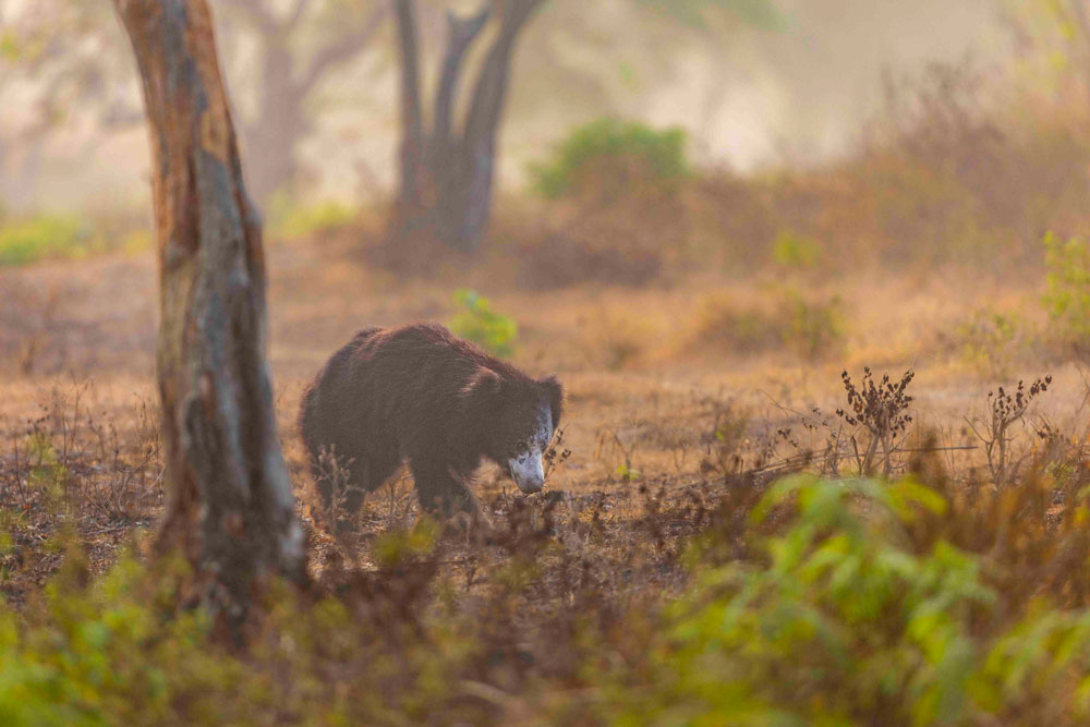 bandipur-best-safari-2025-2026-mudhumalai-mysore-bangalore-weekend-getaway-safari-ticket-price-online-002