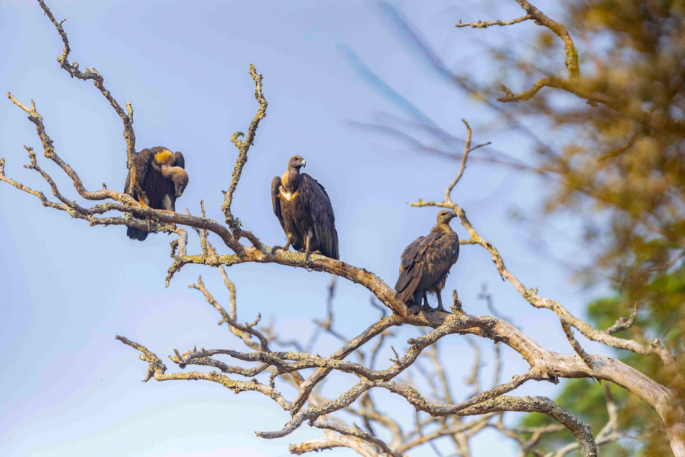 bandipur-best-safari-2025-2026-mudhumalai-mysore-bangalore-weekend-getaway-safari-ticket-price-online-003