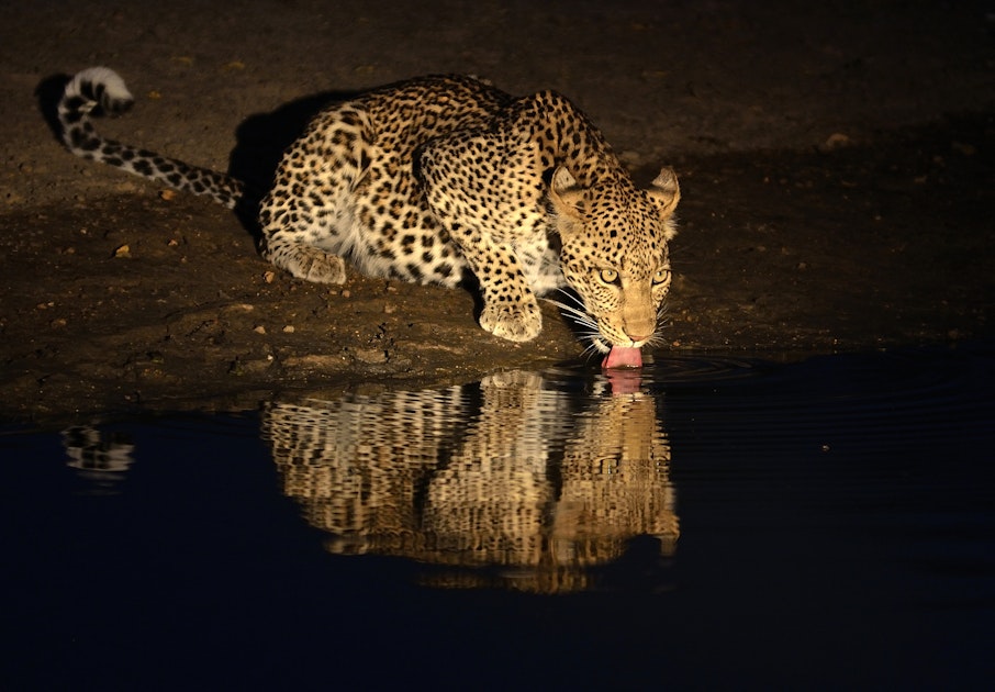 Zebras - Masai Mara - Maasai Mara -Lion-online-2025-2026-trending-iconic-wildlife-best-safari - leopards- nightlife-night-hide-masari-mara-2026-online