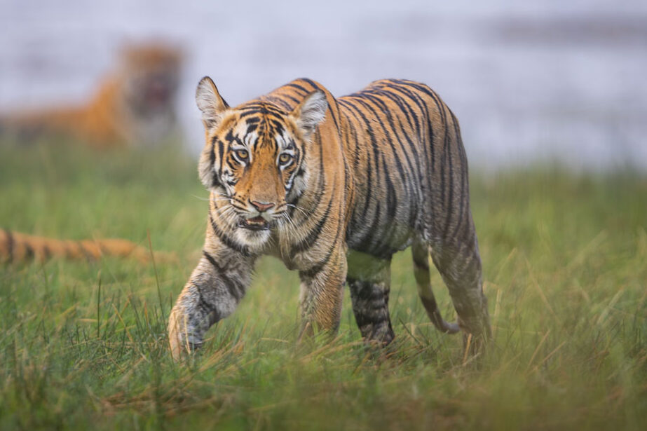 tiger-chasing-gypsy-tadoba-mobile-phones-banned-03