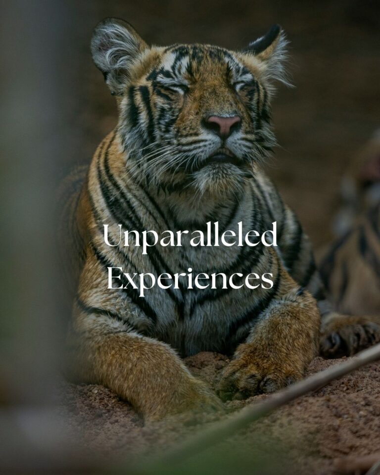 Masai-mara-safari-africa-expeditions-lake-nakuru-naivasha-amboseli-masai-mara-safari-online-bookings-2026-2025-best-safari-best-expeditions