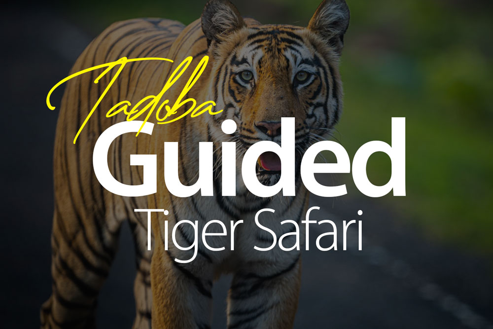 Tadoba-guided-tiger-safari-best-safari-in-india-easy-tiger-sightings-experience-see-tigers-easily-online-bookings-easy-tiger-sightings-2025-2026-TATR-nagpur-mumbai-chandrapur