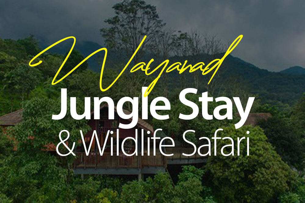 Wayanand-stay-safari-experience-best-online-bookings-2025-2026-jungle-safari-jlr-kerala-karnataka