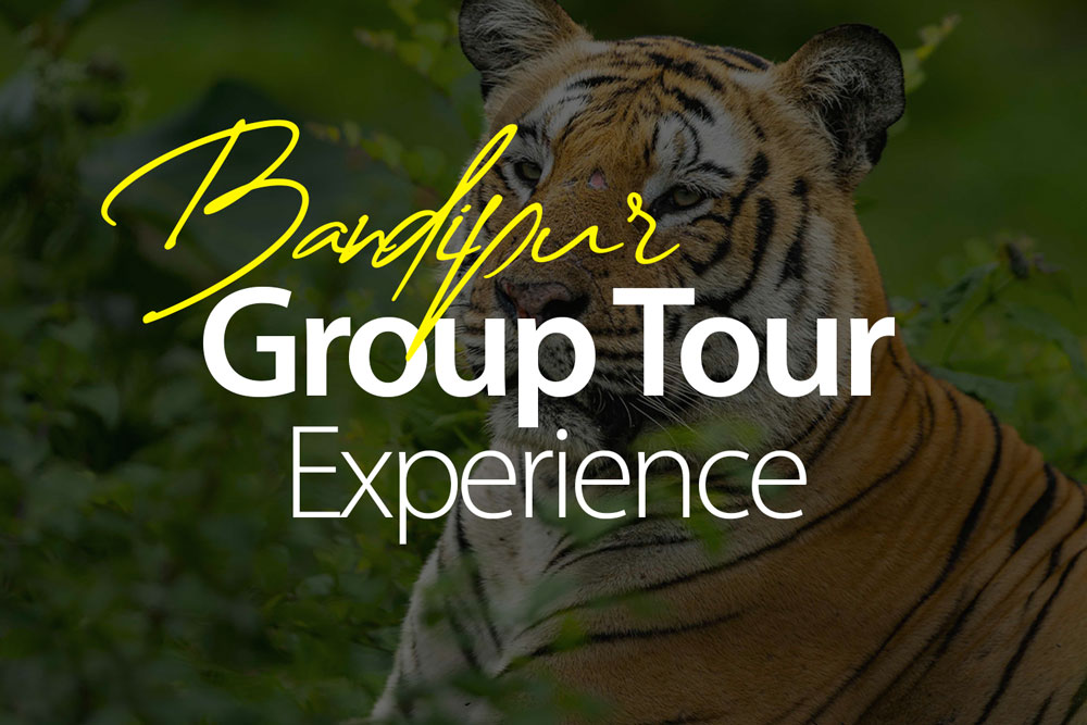 bandipur-safari-experience-best-safari-in-south-india-online-bookings-2025-2026-mudhumalai-gsbetta-culture-hertiage-bird-watching-nature-walk-hidden-gem