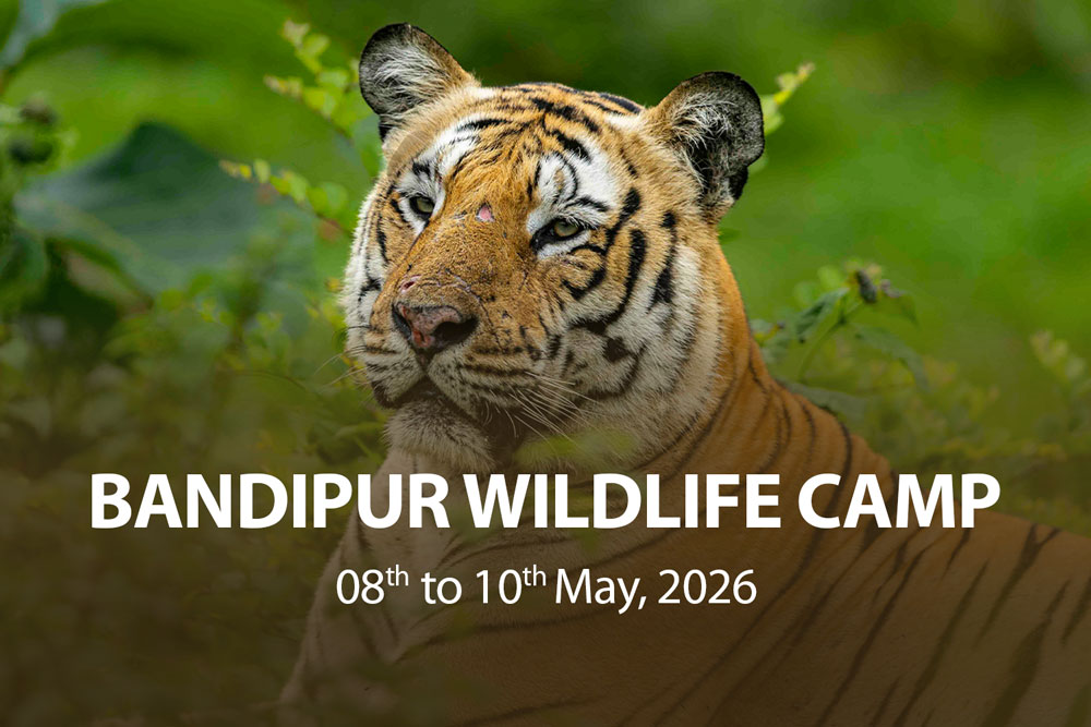 bandipur-wildlife-camp-wildlife-photography-safari-kids-near-bangalore-best-camp-wonderful-best-experience-camp