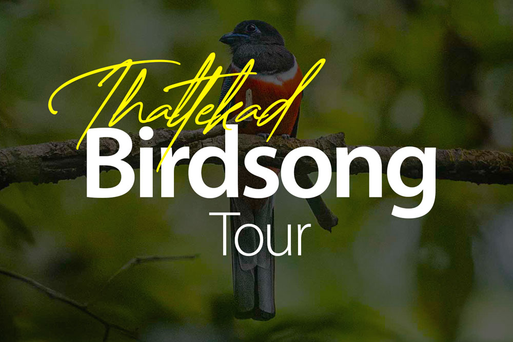 birdsong-bird-acoustics-birds-india-south-india-best-birds-sightings-2025-online-bird-watching