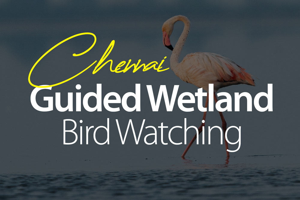 chennai-pallikarani-shollinganallur-eco-park-bird-watching-best-experience-guided-trails-bird-watching-experience-chennai-online-bookings-2025-2026