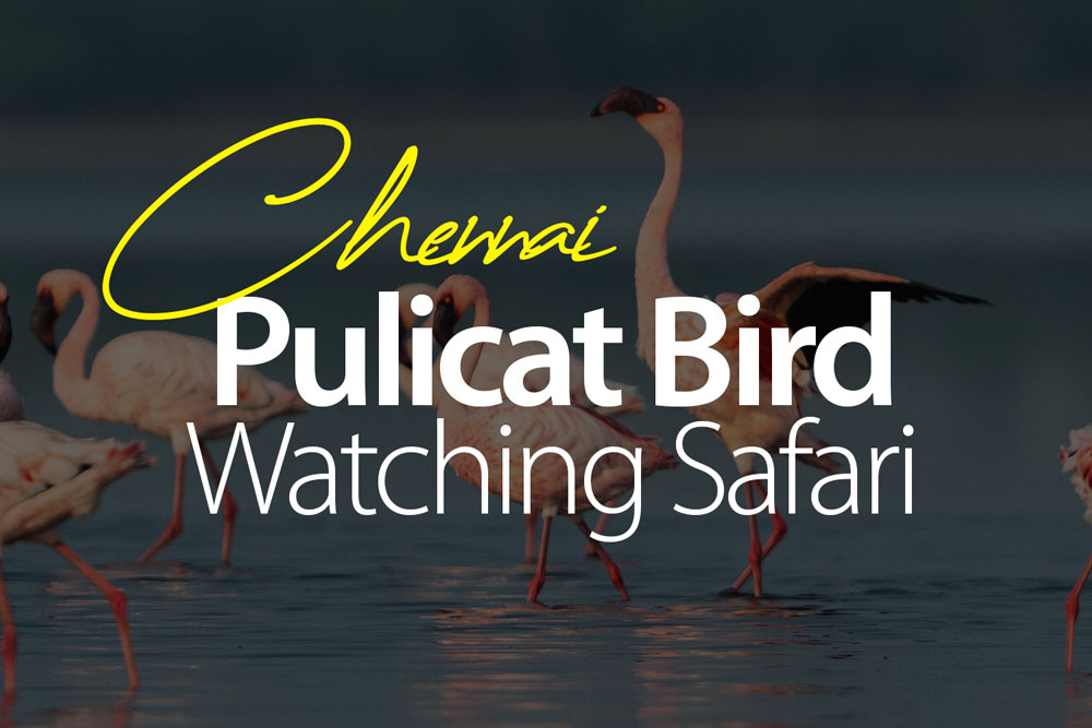 pulicat-bird-watching-boating-online-booking-2025-best-boat-safari-in-chennai-india-flamingoes-tern