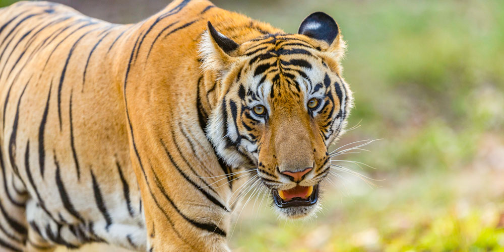 Tadoba wildlife photography, Tadoba tiger safari, wildlife photography Maharashtra, Tadoba photography tour, wildlife photography tour India, tiger photography tour India, Tadoba Wildlife Photography Tour, tiger photography Tadoba, wildlife photography Maharashtra, Tadoba safari, leopard Tadoba, Tadoba forest, wildlife photographers on safari, Tadoba Lake reflections, Indian gaur Tadoba, Tadoba lodge, photography workshop Tadoba