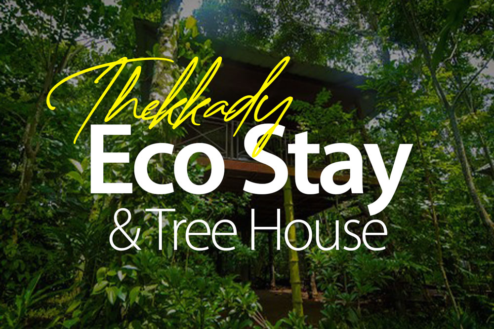 thekkady-eco-stay-tree-house-best-experience-property-best-online-bookings-2025-2026-wonderful
