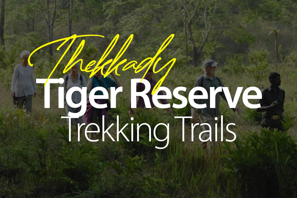 thekkady-tiger-reserve-best-trekking-trails-online-bookings-2025-2026-best-experience-hardcore-beginners-moderate-wildlife-encounter-birds-sounds-knowledge-hear-sounds-experience-south-india
