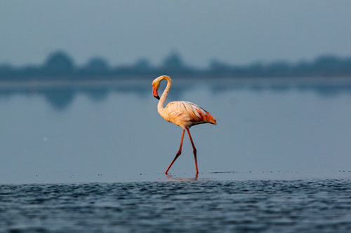 Thousands of Flamingos wading in Pulicat Lake, Boat safari on Pulicat Lake at sunset, Migratory birds on Pulicat shore, Local boatman guiding Pulicat Bird Watching Safari, Pulicat Bird Watching Safari, Pulicat Lake Chennai, Flamingo Sightings Chennai, Bird Safari Chennai, Pulicat Bird Watching Safari, Chennai Weekend, Flamingo Safari, Nature Escape, Coastal TamilNadu