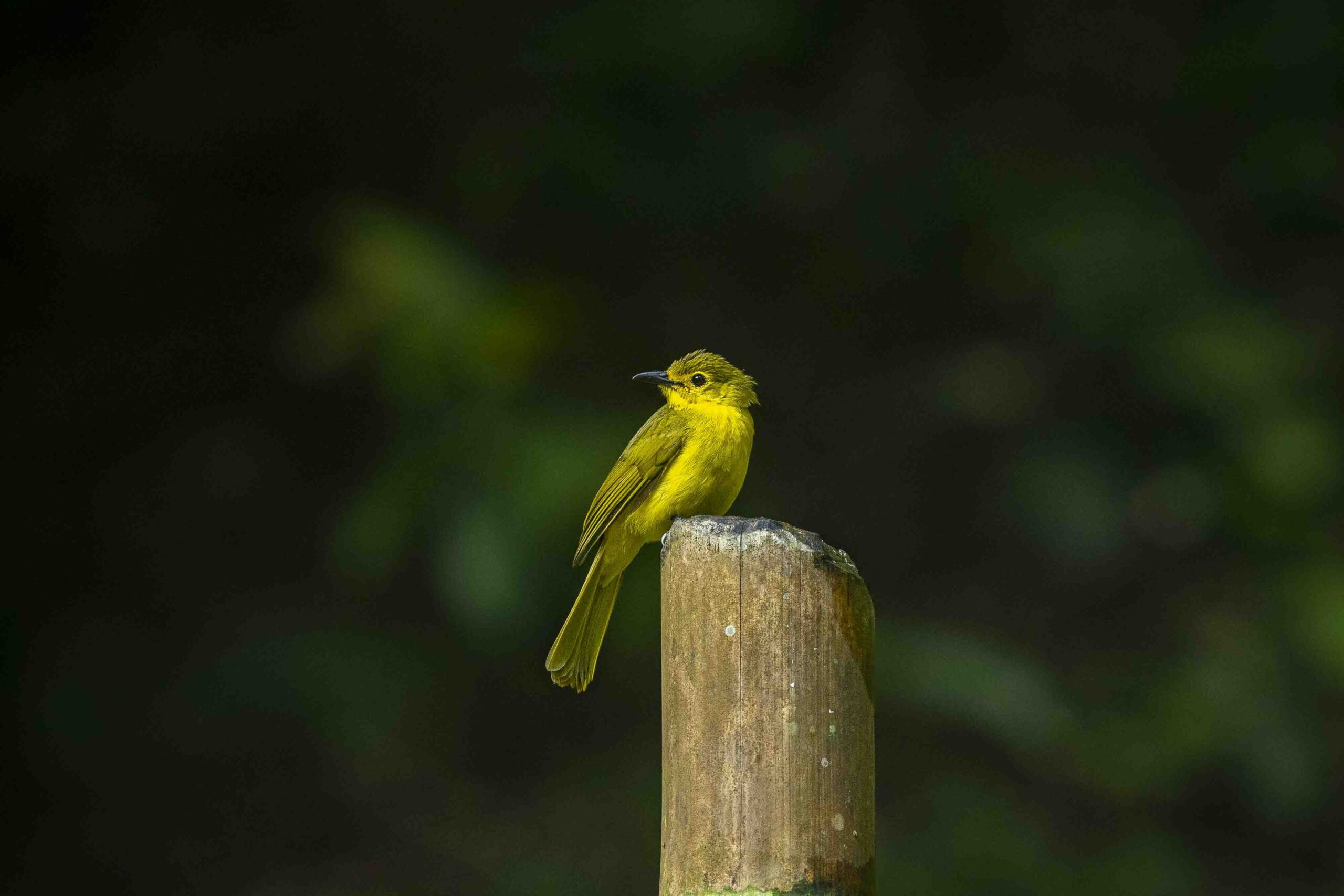 Thattekad Bird Sanctuary Kerala,
Malabar Trogon at Thattekad,
Sri Lanka Frogmouth in Thattekad forest,
birdwatchers at Thattekad Bird Sanctuary,
Ceylon Bay Owl perched in rainforest,
tropical river view Thattekad lodge,
bird photography group in Kerala forest,
Indian Pitta on forest floor Thattekad,
Thattekad birding trail sunrise,
Dr. Salim Ali Bird Sanctuary Kerala, Thattekad Bird Sanctuary tour,
birding tour in Kerala,
Thattekad wildlife photography,
birdwatching in Kerala,
Salim Ali Bird Sanctuary Kerala,
bird photography trip India,
Kerala nature photography tour,
Thattekad birding experience,
best bird photography destination India