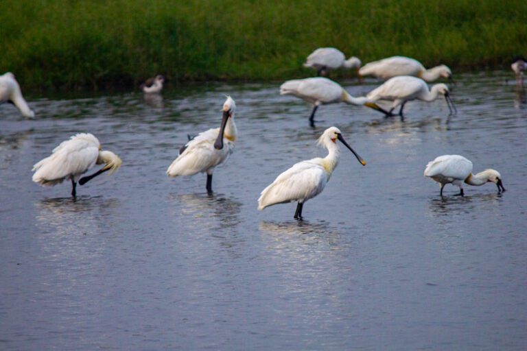 Waders foraging in a Chennai wetland, Bird watching group with binoculars, Expert guide pointing out a bird in the wetland, Sunrise over a Chennai wetland area, Chennai Guided Bird Watching, Wetland Bird Watching Chennai, Bird Watching Near Chennai, Guided Bird Safari Chennai, Chennai Guided Bird Watching, Wetland Safari, Bird Watching India, Chennai Nature, Birding Goals, Nature Therapy