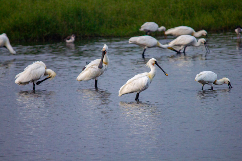 Waders foraging in a Chennai wetland, Bird watching group with binoculars, Expert guide pointing out a bird in the wetland, Sunrise over a Chennai wetland area, Chennai Guided Bird Watching, Wetland Bird Watching Chennai, Bird Watching Near Chennai, Guided Bird Safari Chennai, Chennai Guided Bird Watching, Wetland Safari, Bird Watching India, Chennai Nature, Birding Goals, Nature Therapy