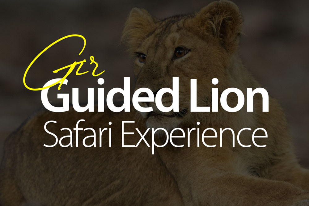 Asiatic Lion in Gir National Park, Gir Guided Lion Safari jeep, Tourist checking in for safari at Sasan Gir, Sasan Gir map showing multiple safari zones, Gir Guided Lion Safari, Asiatic Lion Safari India, Gir National Park Booking for Foreigners, Gir Safari Gates, Gir Guided Lion Safari, Asiatic Lion Safari India, Gir National Park, Wildlife India, Sasan Gir, Lion Safari