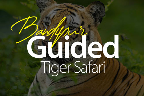 bandipur-safari-experience-best-safari-in-south-india-online-bookings-2025-2026-mudhumalai-gsbetta-culture-hertiage-bird-watching-nature-walk-hidden-gem