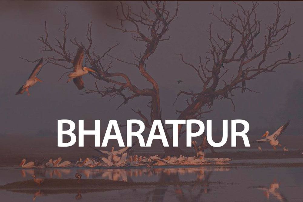 bharatpur-bird-watching-photography-expeditions-best-bird-photography-paradise-winter-rosy-pelicans-saruscrane-2025-2026
