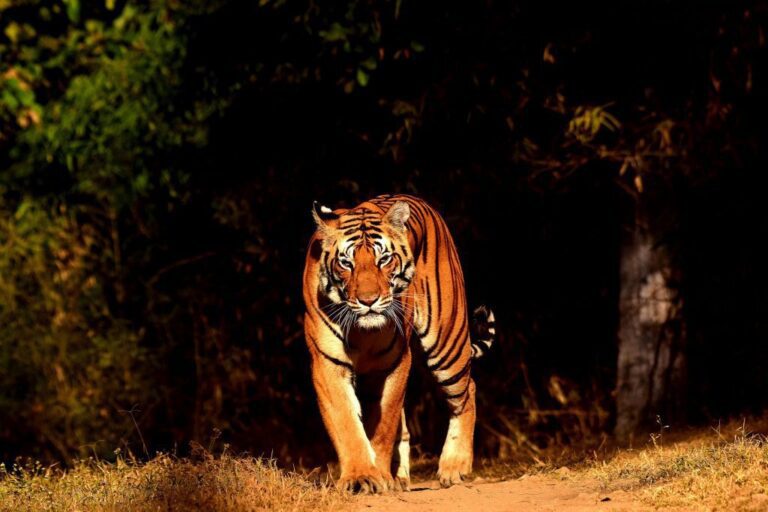 Kanha National Park, Kanha Tiger Safari, Kanha Safari Booking, Barasingha Kanha, Best time to visit Kanha, Eco-lodges in Kanha, Kanha National Park activities, Tribal experiences Kanha, Family adventure safaris India, Tiger walking in Kanha forest, Baiga tribe sharing forest stories, Jeep safari group in Kanha meadows, Luxury safari lodge in Kanha, Traveler packing for Kanha tiger safari