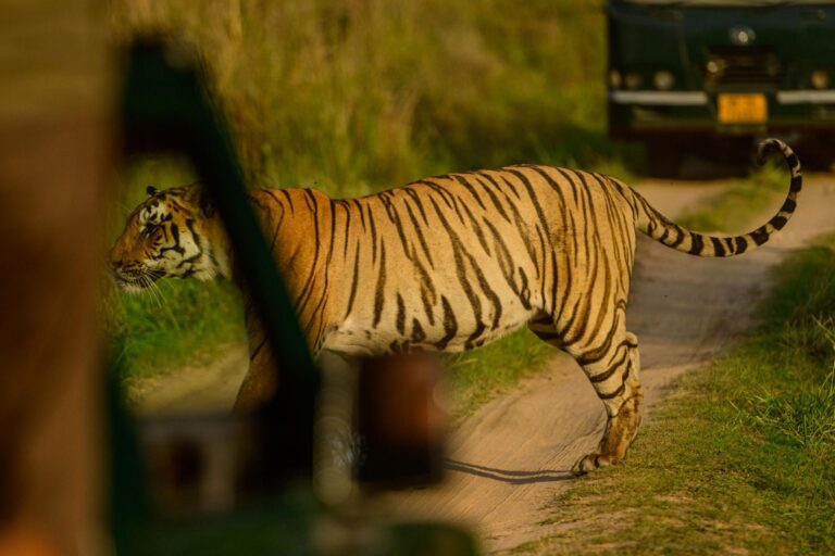 How to Plan Your Kanha Safari – Complete Guide for First-Time Visitors
