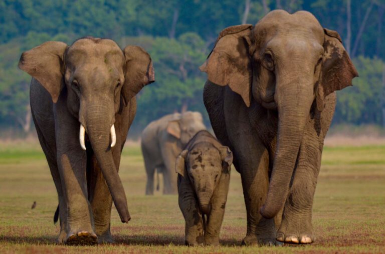 Jim Corbett National Park: A Complete Safari and Wildlife Experience