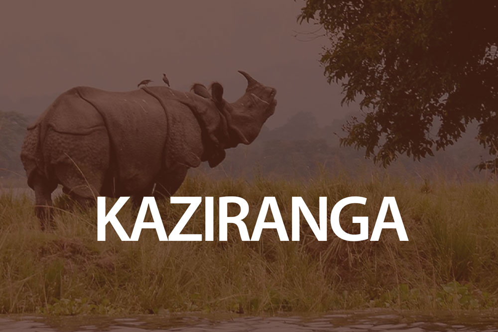 safari-rhino-best-safari-north-east-swamp-land-marshland-unique-experience-what-to-see-and-experience-in-north-east