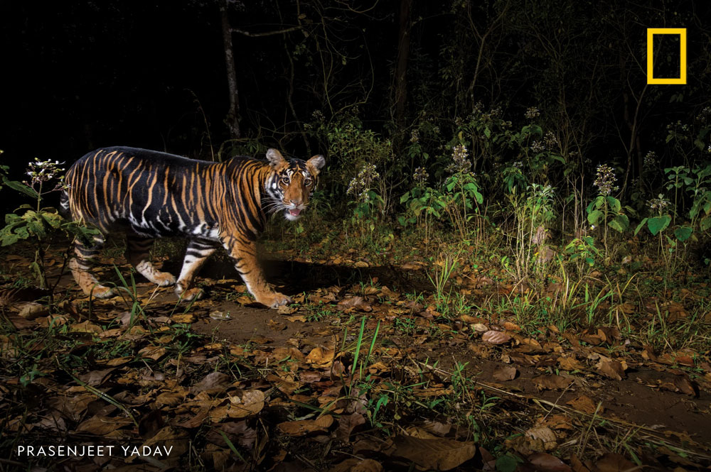 Simlipal Black Tiger, Black Tiger National Geographic, Simlipal Tiger Reserve photography, Simlipal waterfall, Simlipal wildlife safari, Odisha tiger safari, Pseudo-melanistic tiger, Simlipal stays, Black tiger tours Simlipal, Famous black tiger T12 walking through Simlipal forest, Black tiger silhouette with golden fur – National Geographic style, Elephants at Chahala saltlick, Simlipal, Barehipani Waterfall with rainbow mist, Birdwatcher with camera on Simlipal grassland