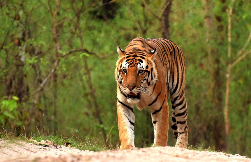 Tiger in Kanha meadow, Barasingha in Kanha National Park, Jungle safari jeep in Kanha, Map from Jabalpur to Kanha, Birdwatching in Kanha forest, Kanha National Park, Kanha Tiger Safari, Best Time to Visit, Kanha, Wildlife Resorts in Kanha, Barasingha Kanha, Kanha Safari Booking, Madhya Pradesh Tiger Reserve, Family-friendly safaris India, Eco-lodges in Kanha
