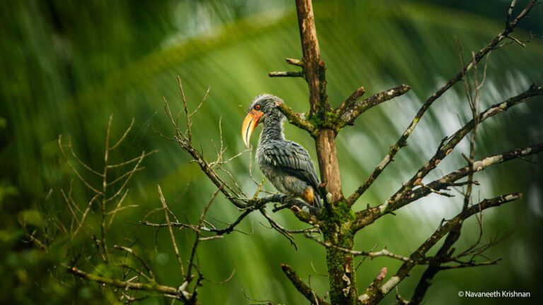 Wildlife experiences in India, Rare musical instruments display - Cultural wildlife experiences in India, Aerial view of Western Ghats canopy - Best birdwatching destinations in South India, Malabar Grey Hornbill spotted on a Thattekad Bird Sanctuary safari, Wildlife experiences in India, Best birdwatching destinations in South India, Thattekad Bird Sanctuary safari, Wildlife tour Pondicherry to Thattekad, Nature tours in South India