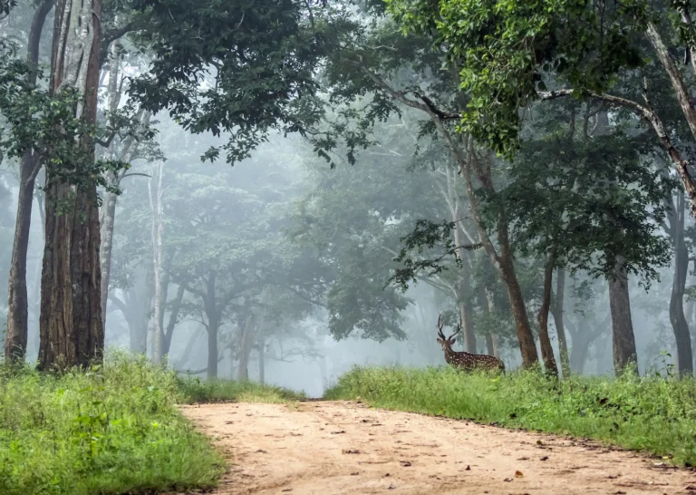 Can You See Tribal Life on a Nagarahole Safari? The Honest Truth