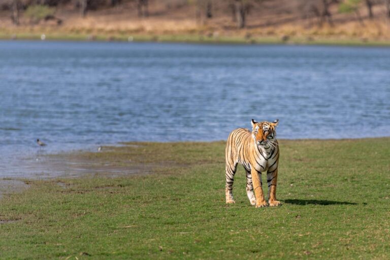Why Ranthambore Is Famous for Strong Tiger Bloodlines