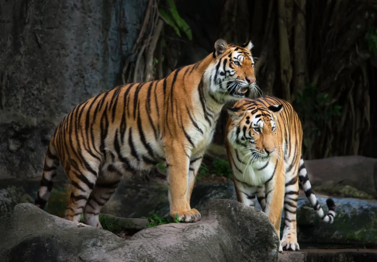 Why Ranthambore Is The Best Place In India For Tiger Photography