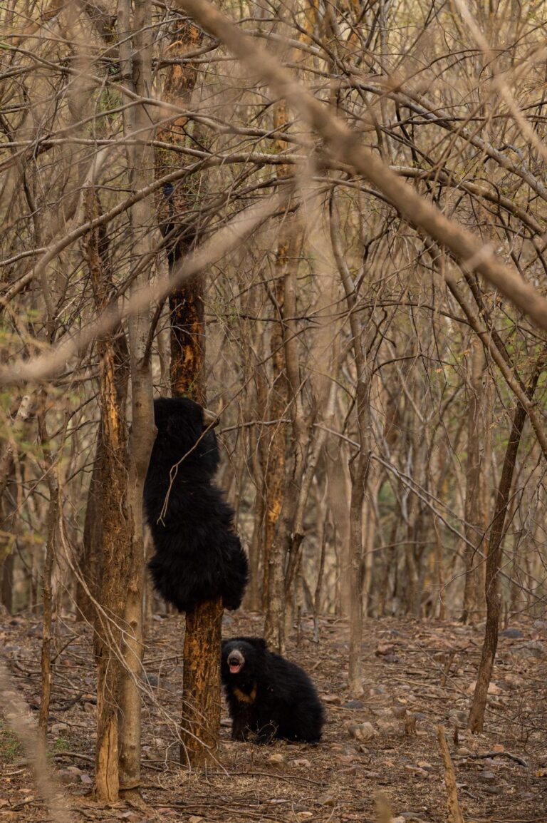 Unique Wildlife of Melghat Tiger Reserve: A Hidden Paradise for Nature Lovers