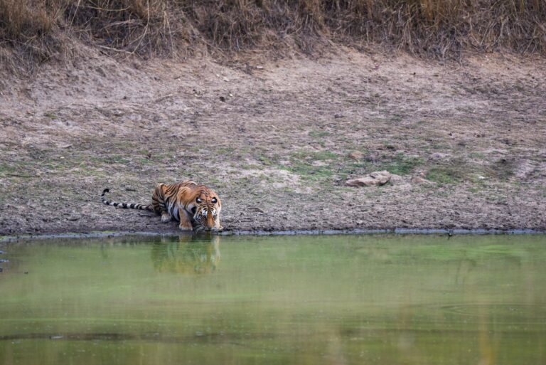 Best Time for Tiger Sightings in Melghat Adventures