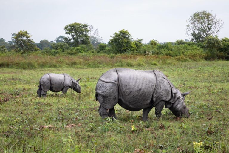 Manas National Park Safari Guide – How to Plan the Perfect Wildlife Trip