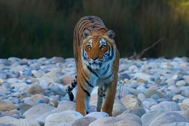 10 Amazing Wildlife Safari Destinations in India for 2026