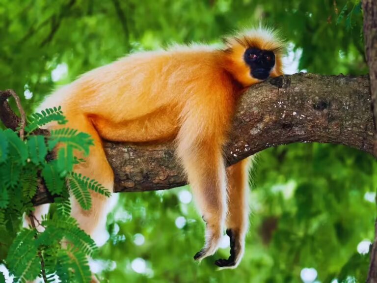 Rare Animals of Manas National Park: Discover Assam’s Hidden Wildlife