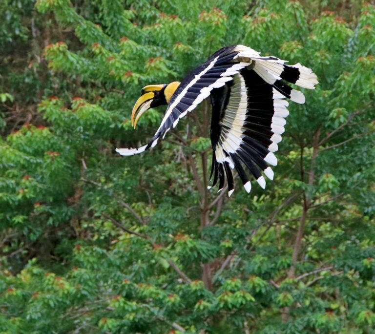 Ultimate Guide to Birds of Manas National Park