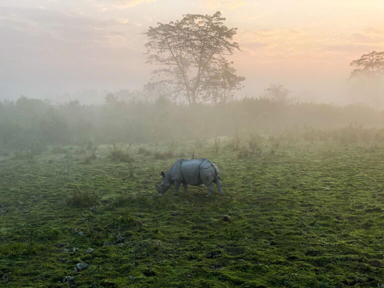 Kaziranga National Park Safari: The Ultimate Wildlife Experience in India