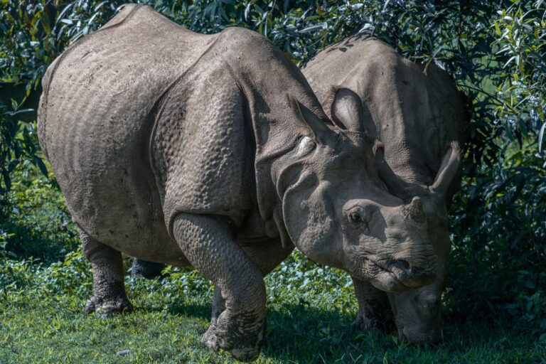 The Secret Lives of Kaziranga’s Big Five