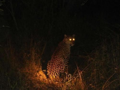 Night vs Day in Corbett: The Hidden Wildlife You Never See
